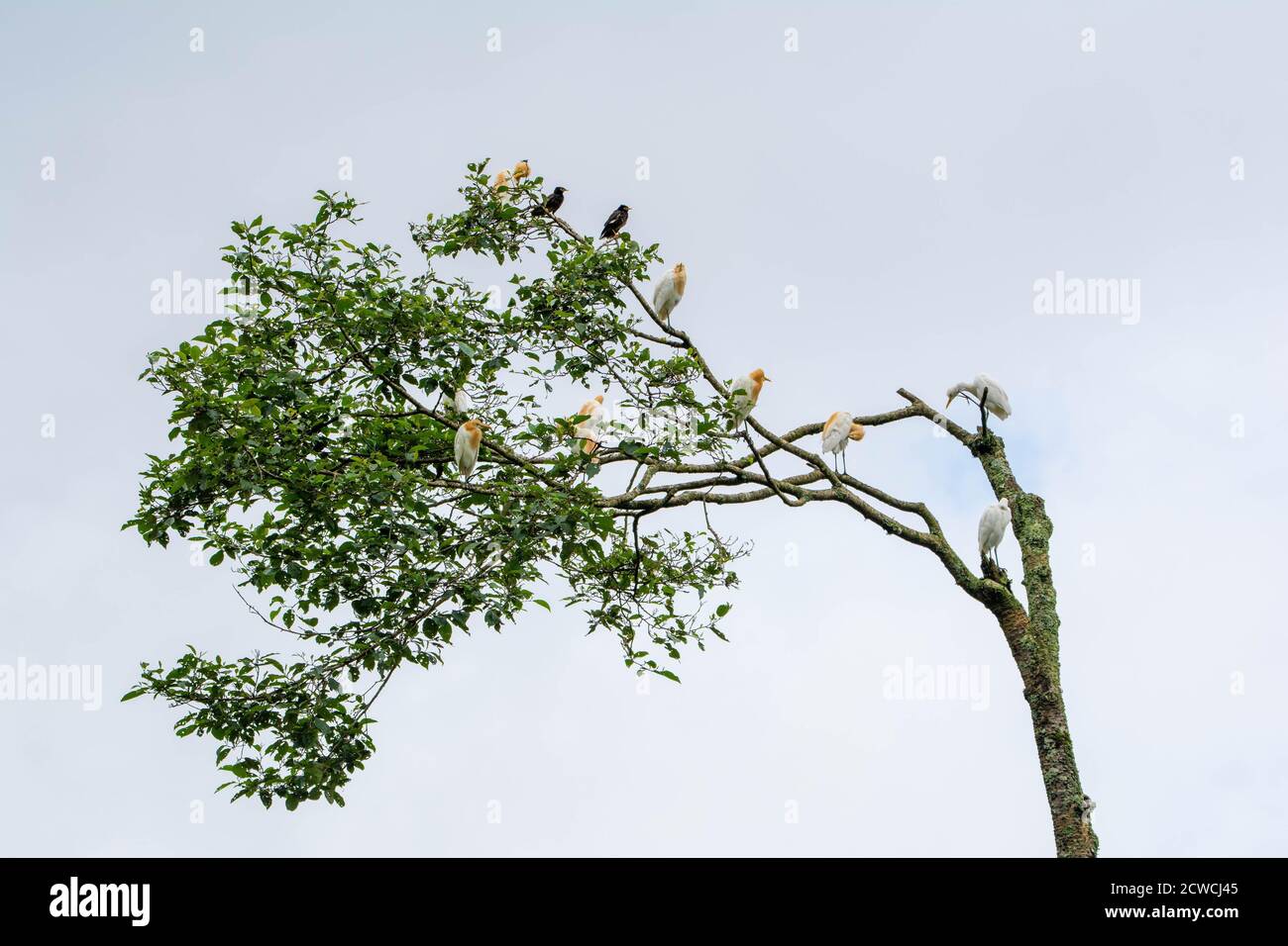 A group of bird on single tree Stock Photo
