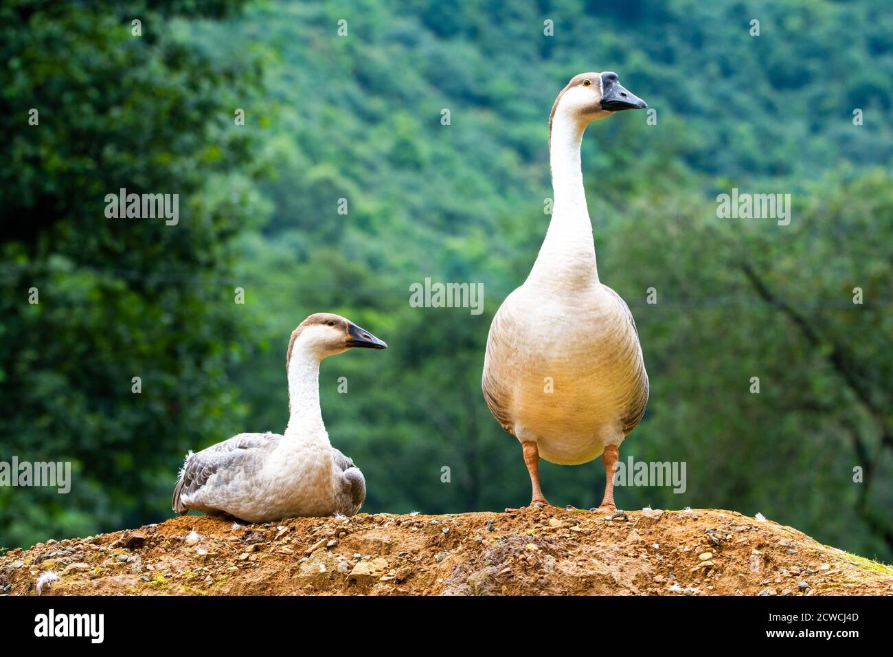 Pair goose with green natural background Stock Photo