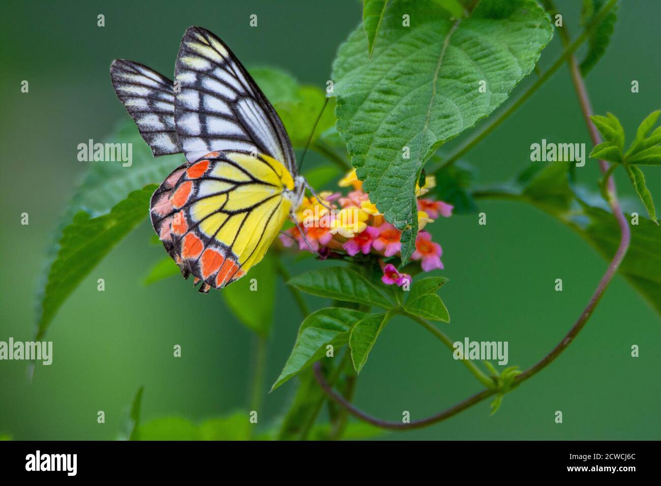 Colorful butterfly on beautiful flower Stock Photo