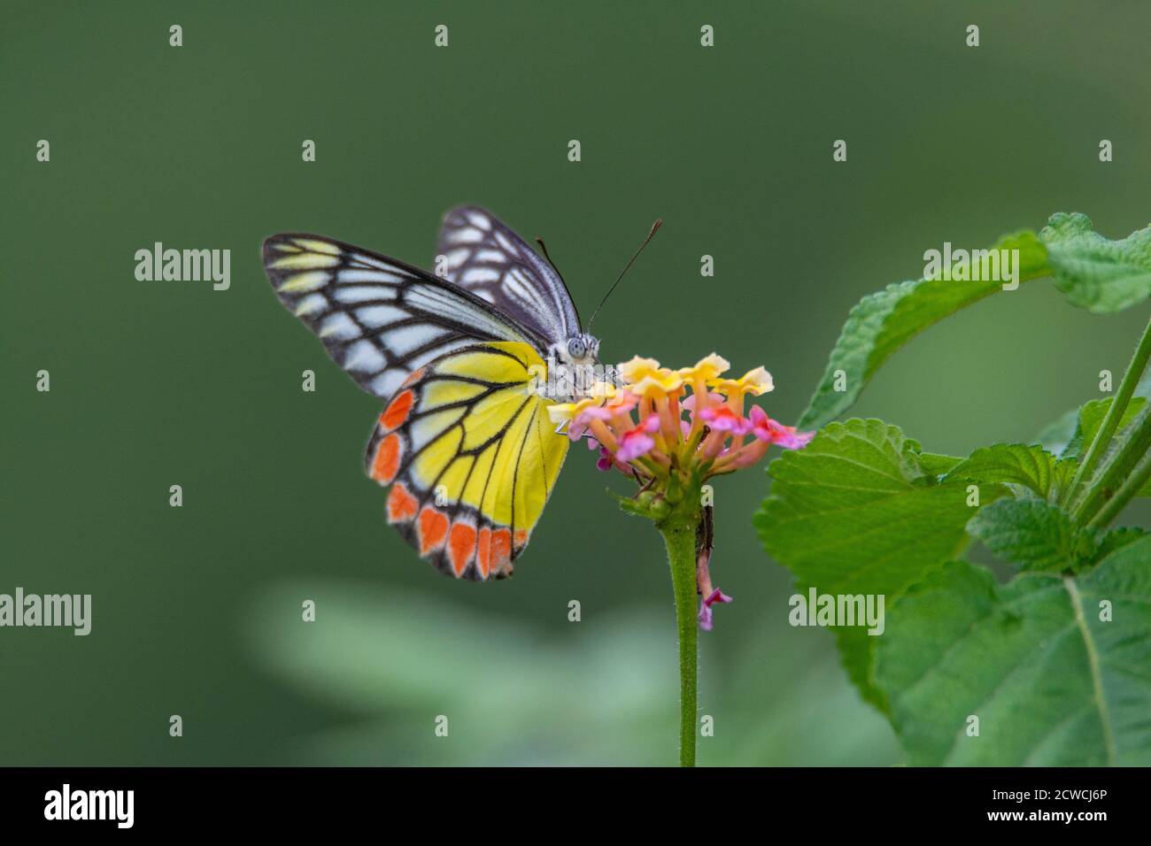 Colorful butterfly on beautiful flower Stock Photo