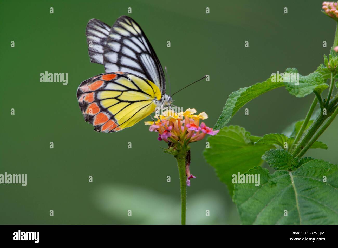 Colorful butterfly on beautiful flower Stock Photo