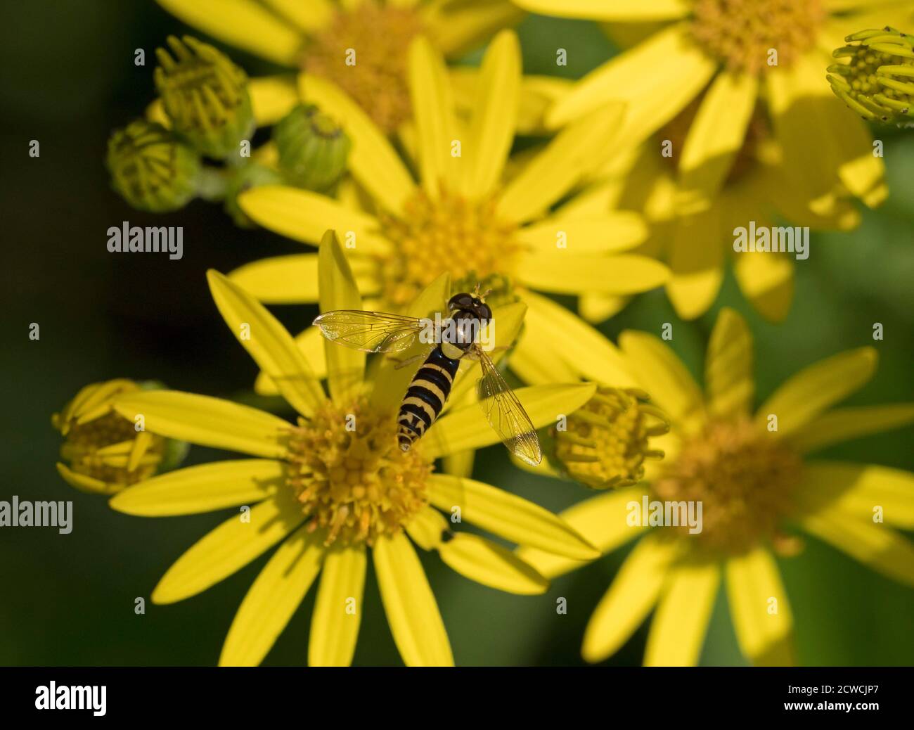 Long Hoverfly, Sphaerophoria scripta, feeding on Ragwort, Senecio jacobaea. Worcestershire, UK. Stock Photo