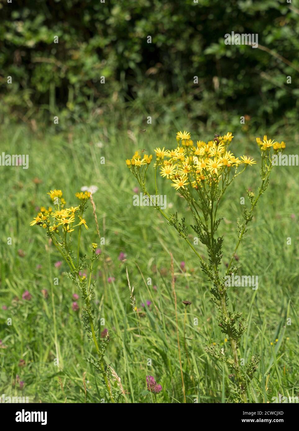 Ragwort, Senecio jacobaea, growing in field, Worcestershire, UK. Stock Photo