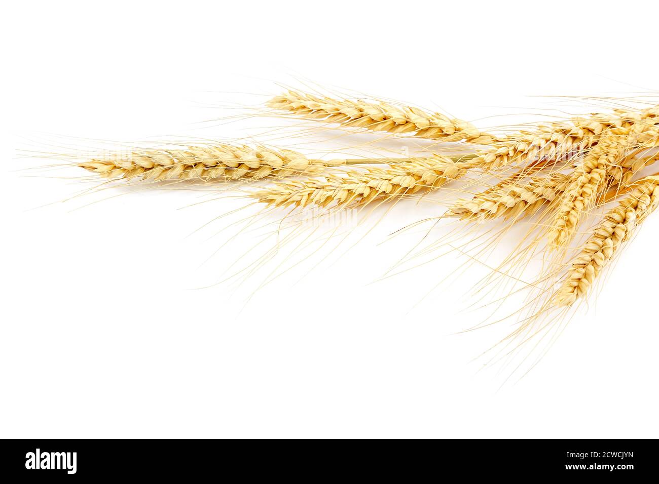 Wheat ears isolated on a white background Stock Photo - Alamy