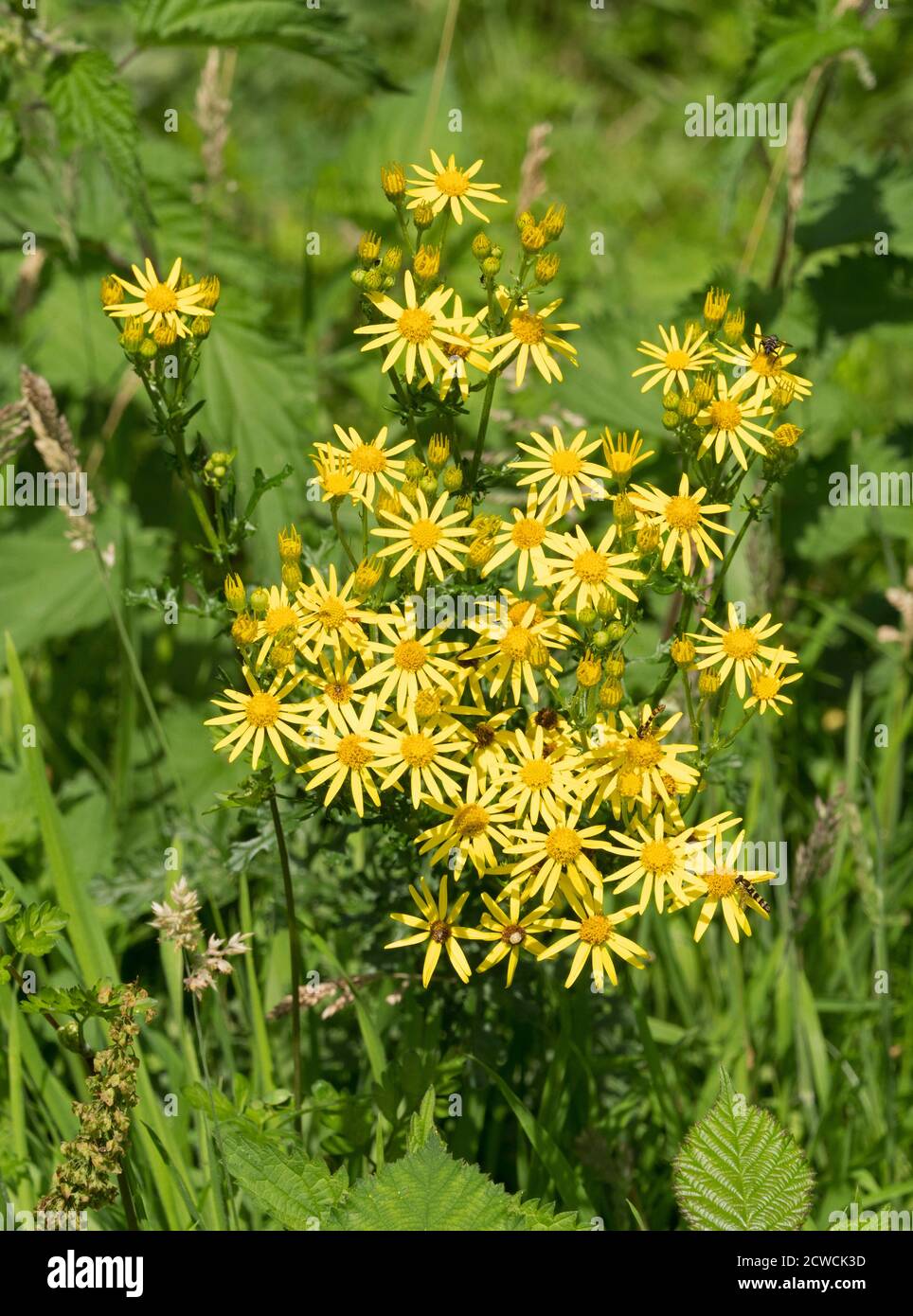 Ragwort, Senecio jacobaea, growing in field, Worcestershire, UK. Stock Photo