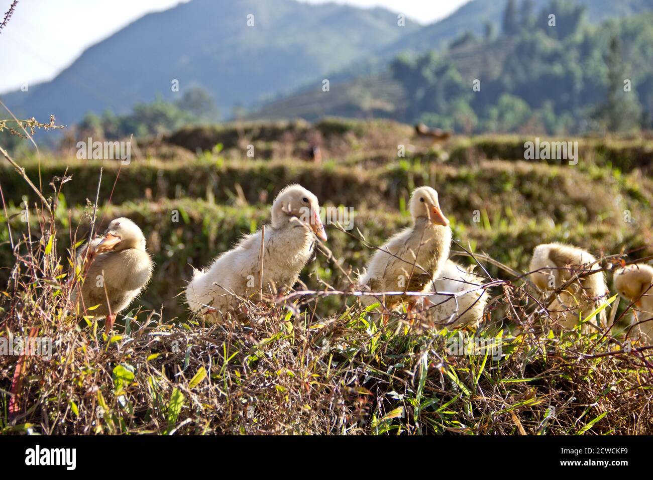 close up of a row of ducklings sitting by a rice field near Sa Pa in vietnam Stock Photo