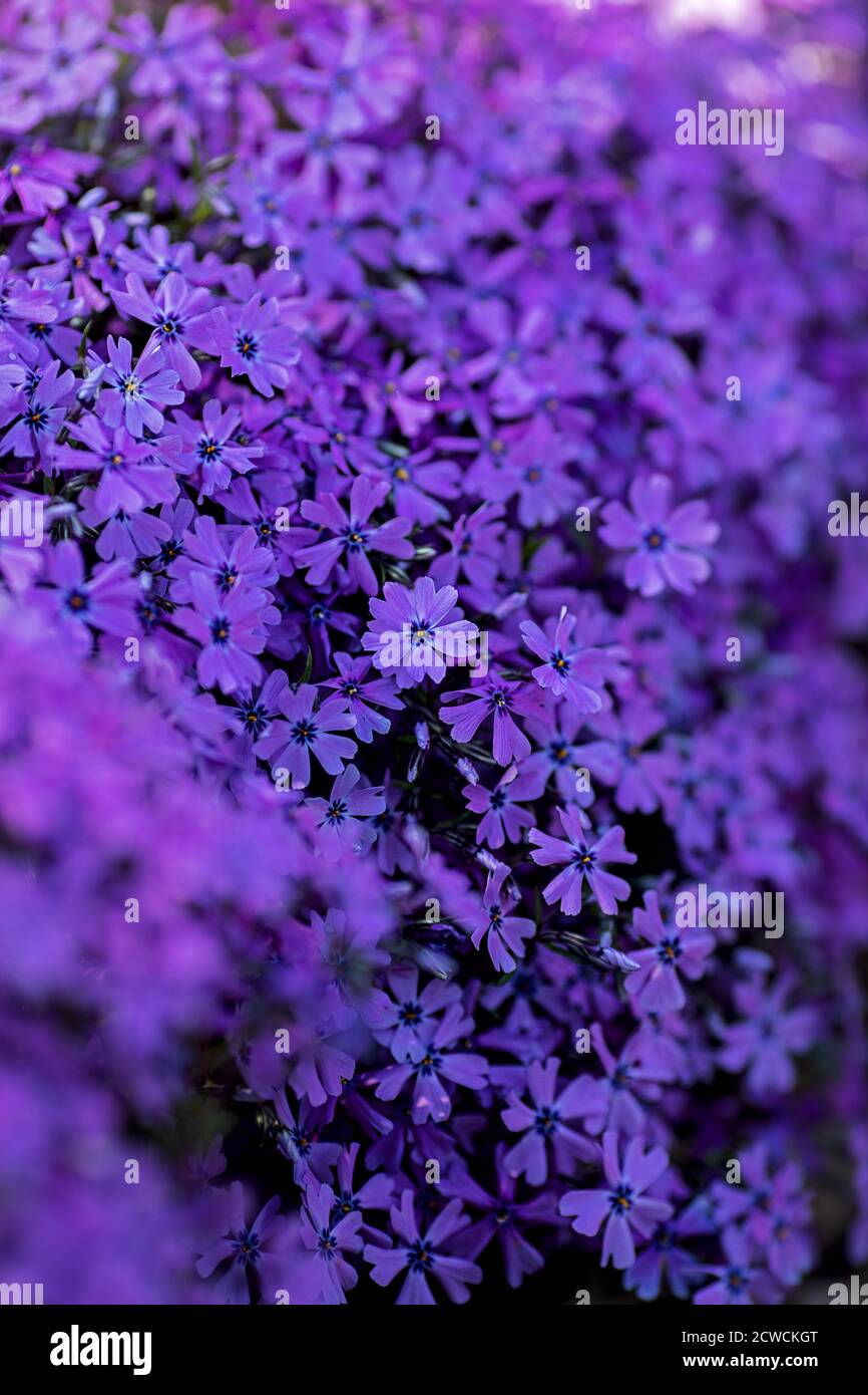 close up of a aubrieta plant, foreground  and background blurred Stock Photo