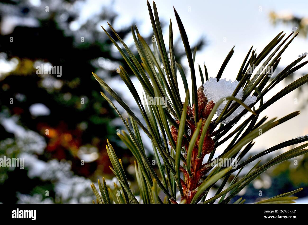 Close up of a pine Tree Branch covered with Snow during Winter in ...