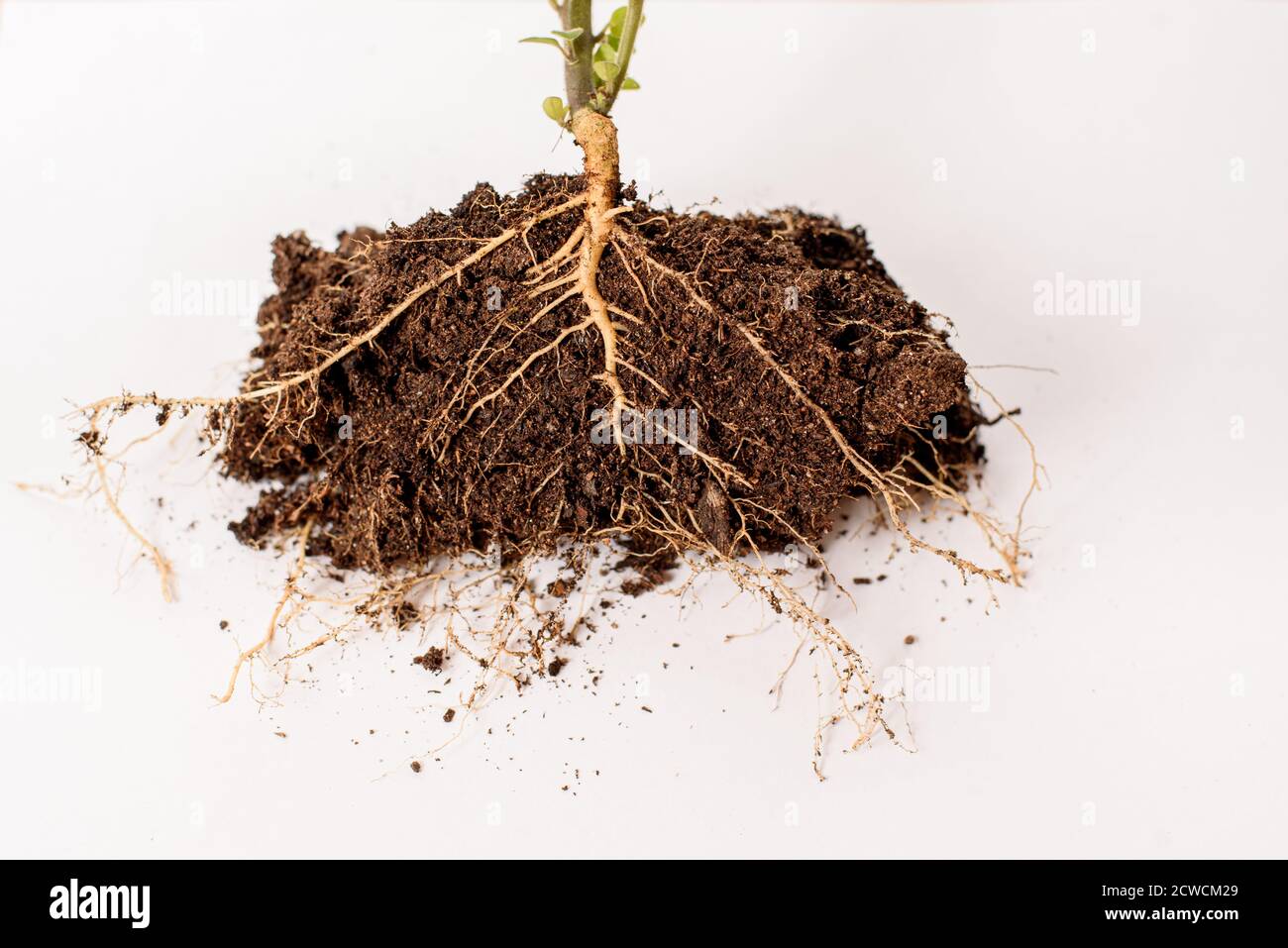 cross section of the roots of a plant, to teach biology. Stock Photo