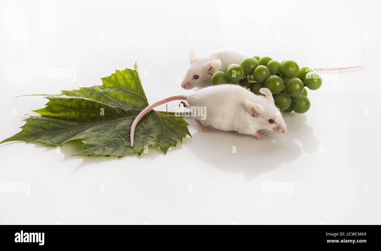 Мыши виноград. Можно ли хомякам виноград зеленый. Можно ли хомякам виноград. Хомякам можно виноград зеленый дургаский. Фото белой мышки на заднем зеленом фоне.