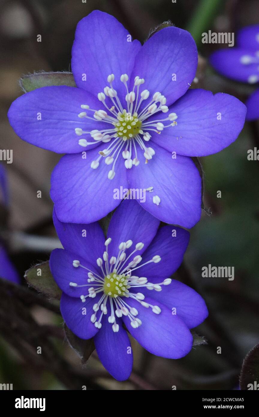 liverwort in purple in spring garden hepatica macro Stock Photo