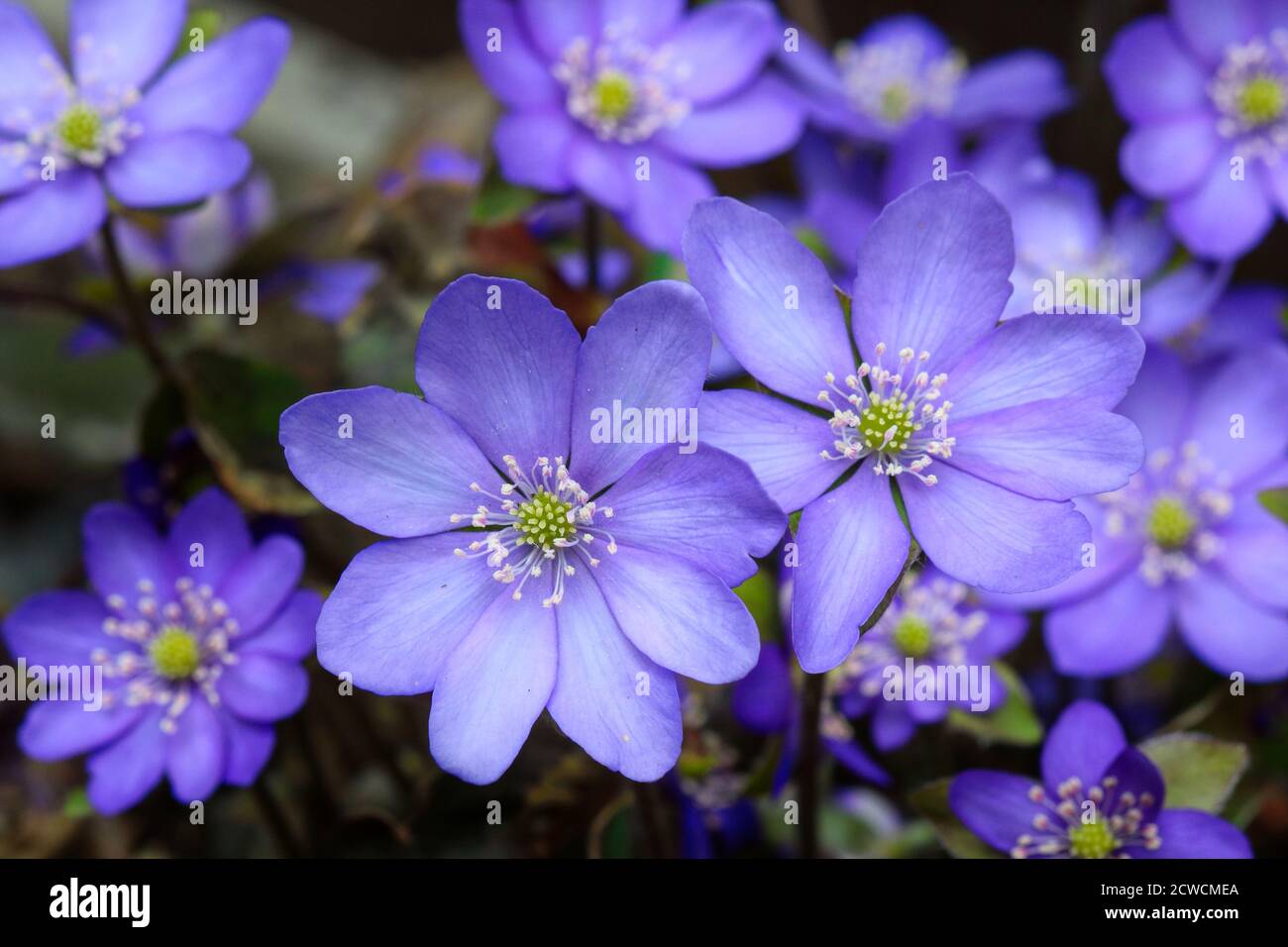 liverwort in purple in spring garden hepatica macro Stock Photo