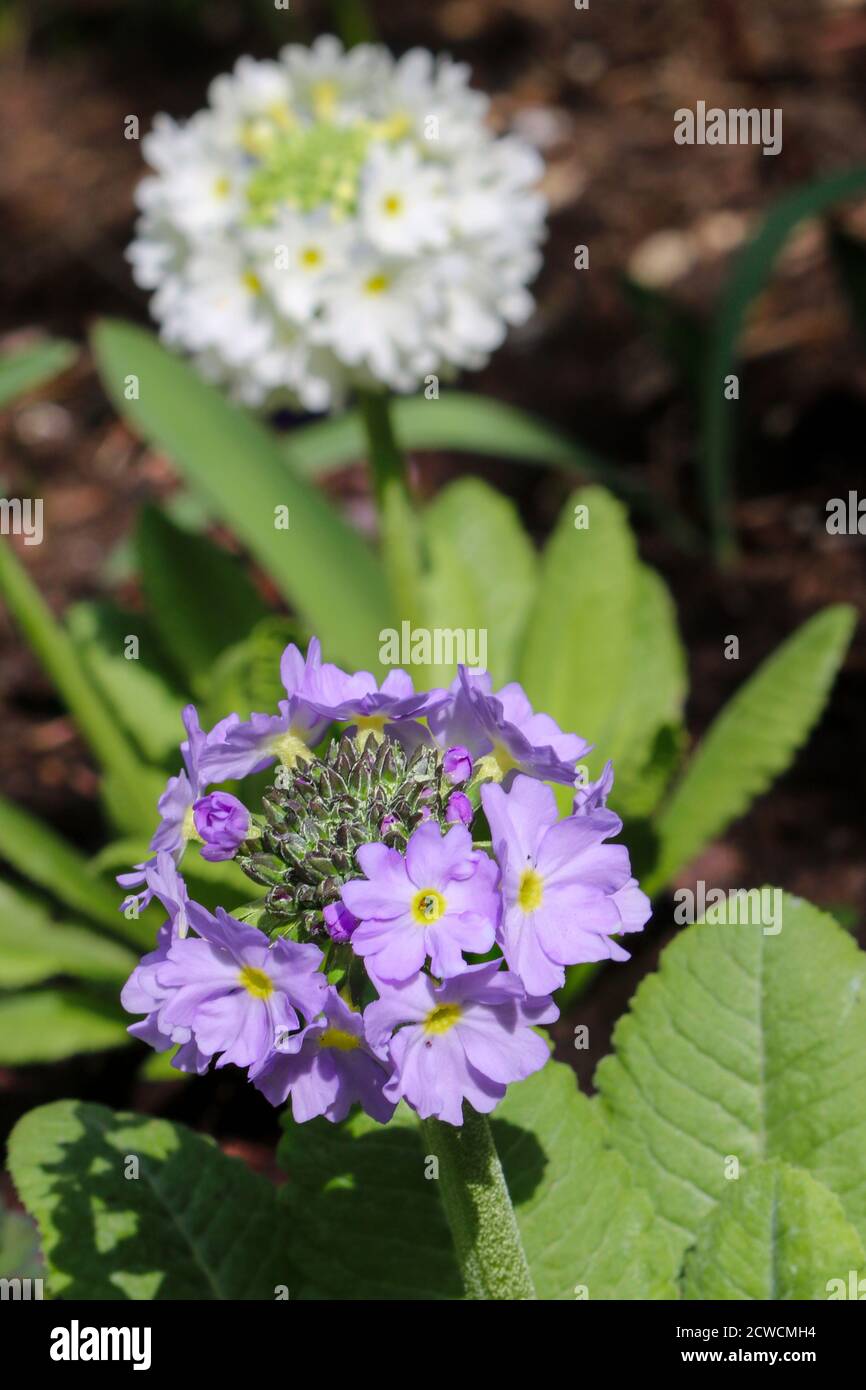 white and purple primula denticulata in spring garden macro Stock Photo
