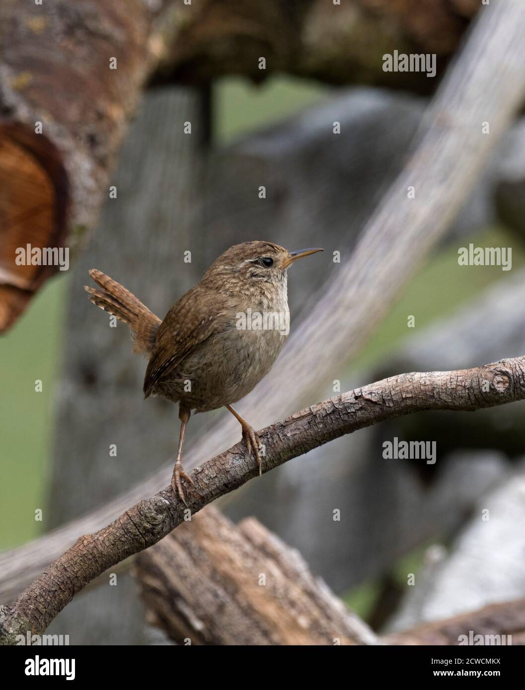 Wren, Troglodytes troglodytes, single adult perched on woodpile. Worcestershire, UK. Stock Photo