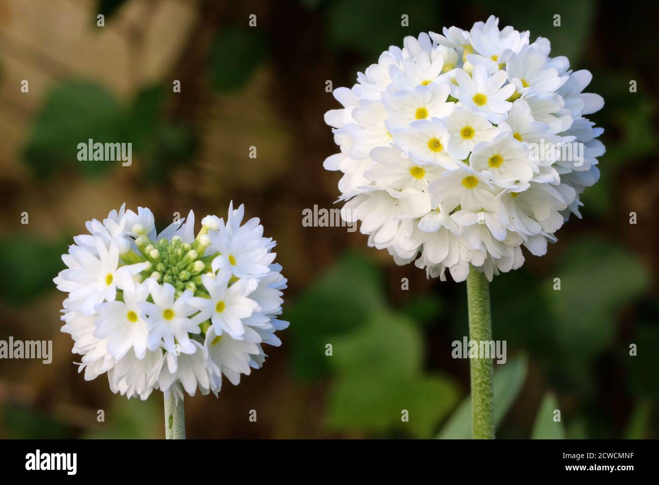 white primula denticulata in spring garden macro Stock Photo