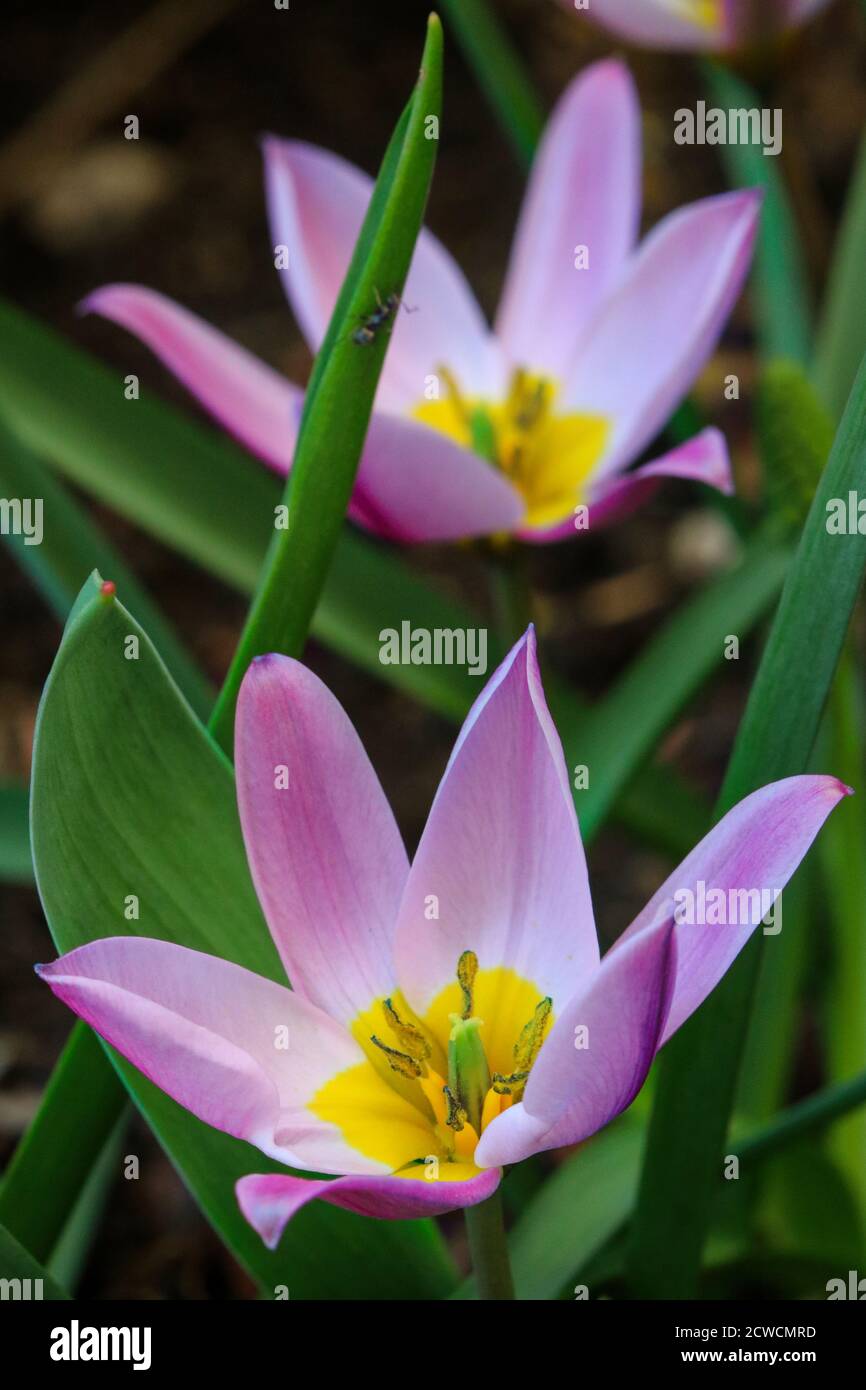 Wild Tulips High Resolution Stock Photography and Images - Alamy