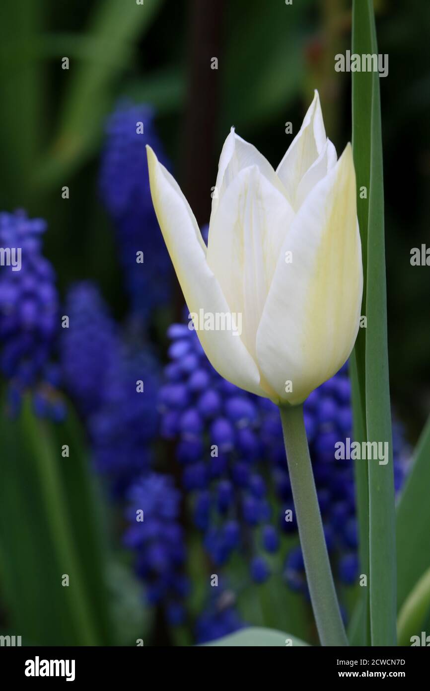 tulip White Triumphator and blue grape hyacinths macro Stock Photo