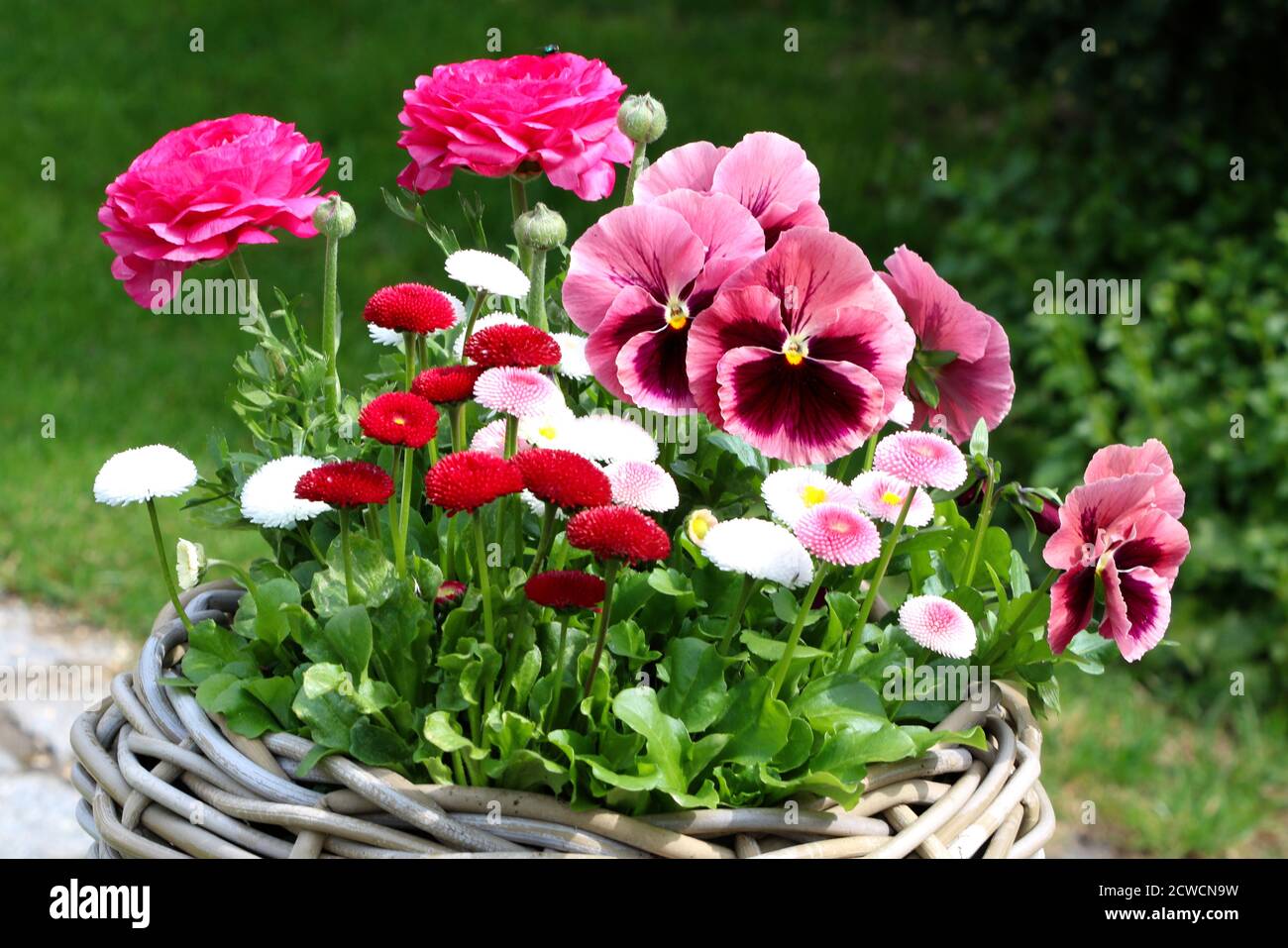 Ranunculus viola