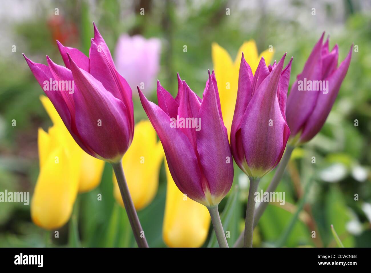 purple tulips tulipa lily Burgundy macro Stock Photo