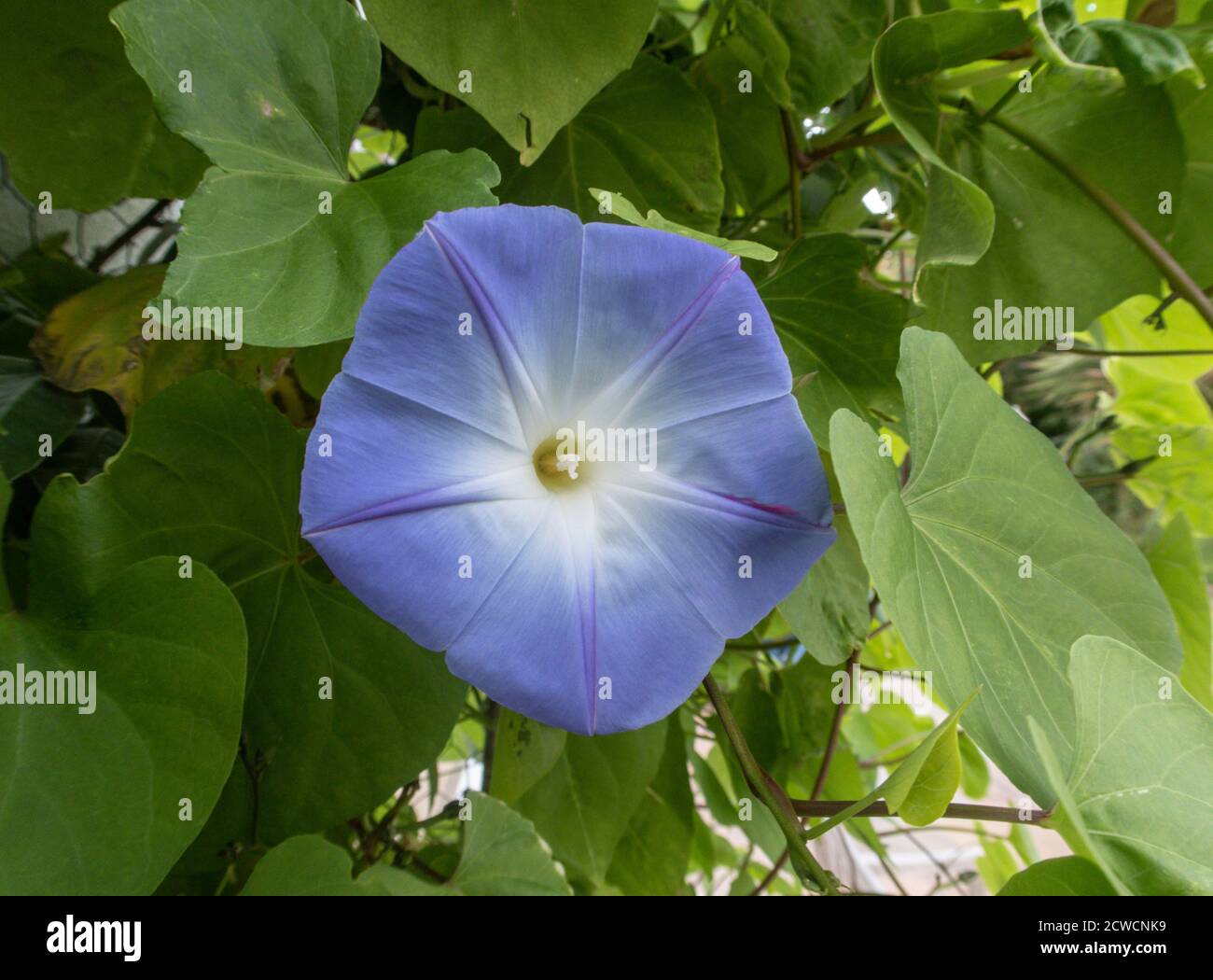 Morning Glory - Glory Vine, growing up a wall in Devon, UK. Convolvulaceae Stock Photo