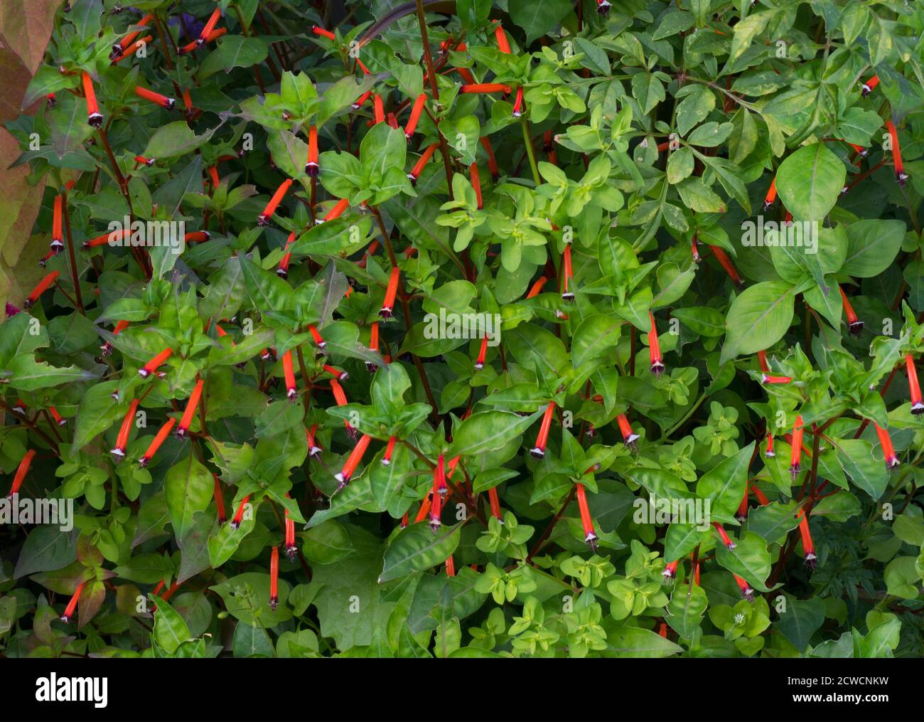 Cigar Plant, Cuphea ignea, in flower. Also known as Firecracker Plant. Stock Photo