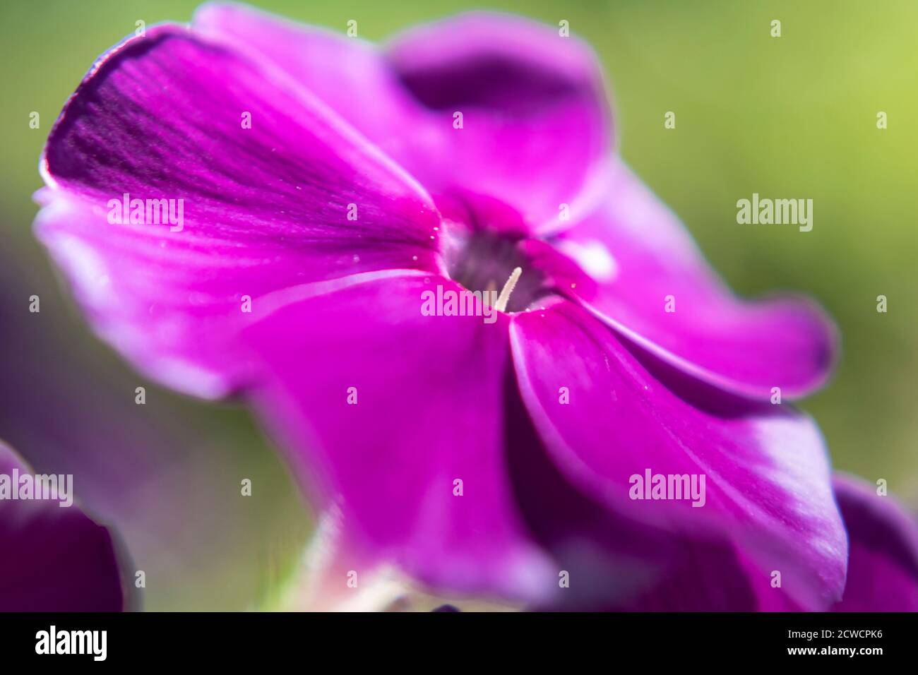 Close up of garden phlox, Phlox paniculata Stock Photo