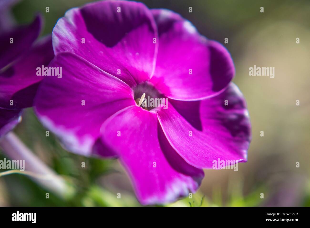 Close up of garden phlox, Phlox paniculata Stock Photo