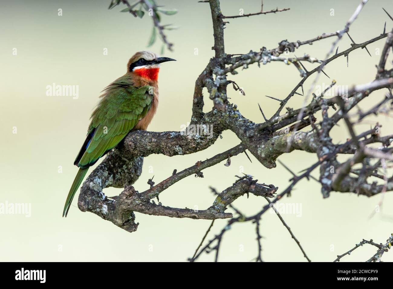 White-fronted bee-eater (Merops bullockoides) in acacia tree in Kenya ...