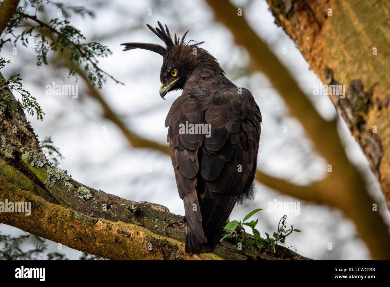 Long-crested eagle (Lophaetus occipitalis) perched in a tree in Kenya Stock Photo