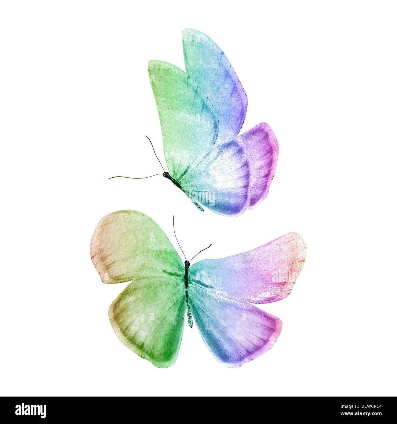 watercolor butterflies isolated on a white Stock Photo - Alamy