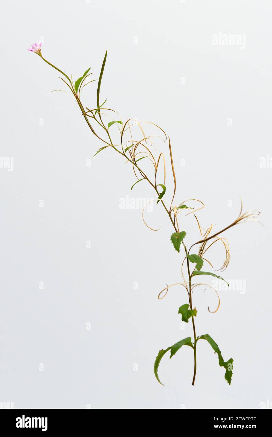 Epilobium montanum - broad leaved willowherb - a wildflower and common annual garden weed showing pink flower and opening seed pods - UK Stock Photo