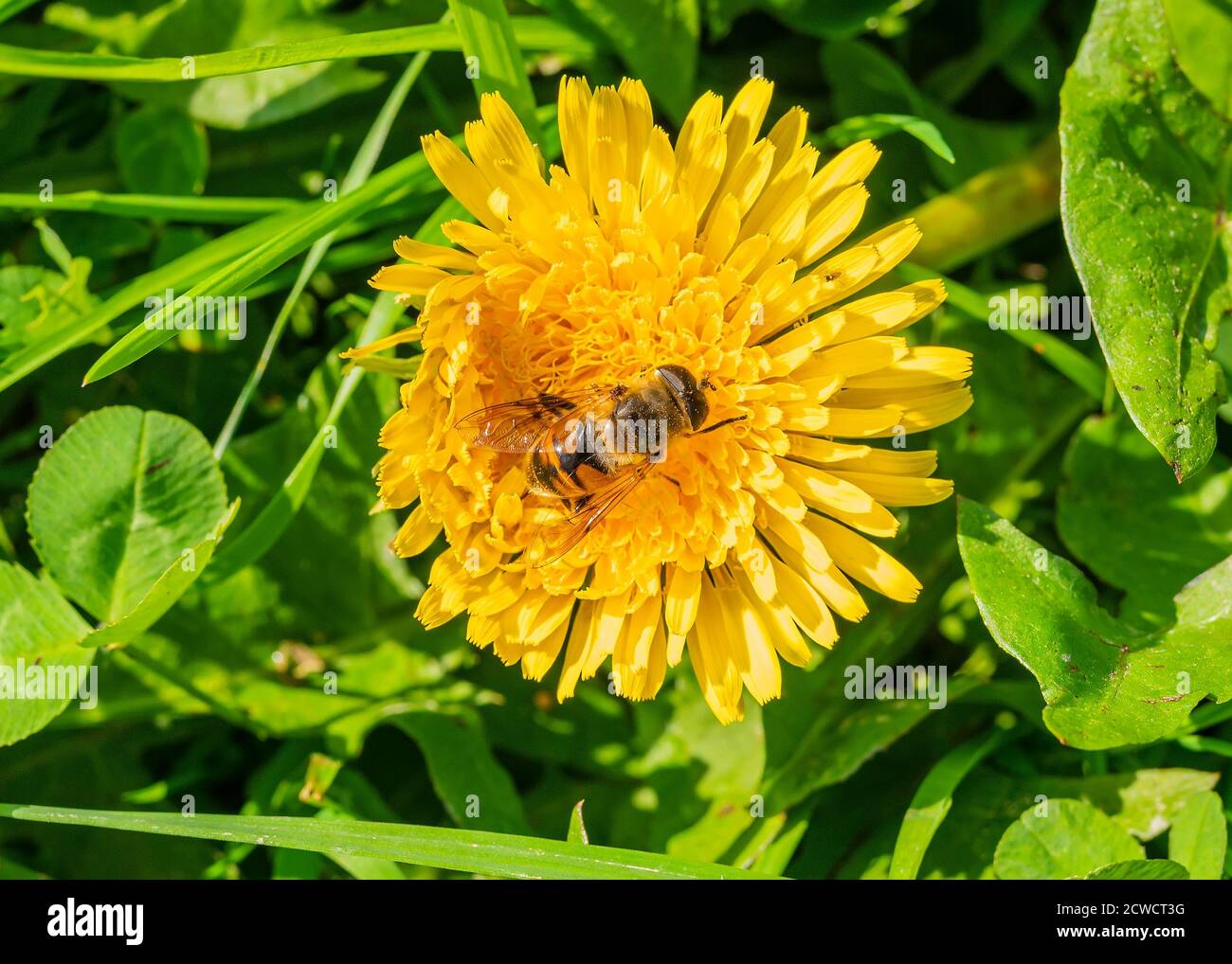 Cartoon flying bee hi-res stock photography and images - Alamy