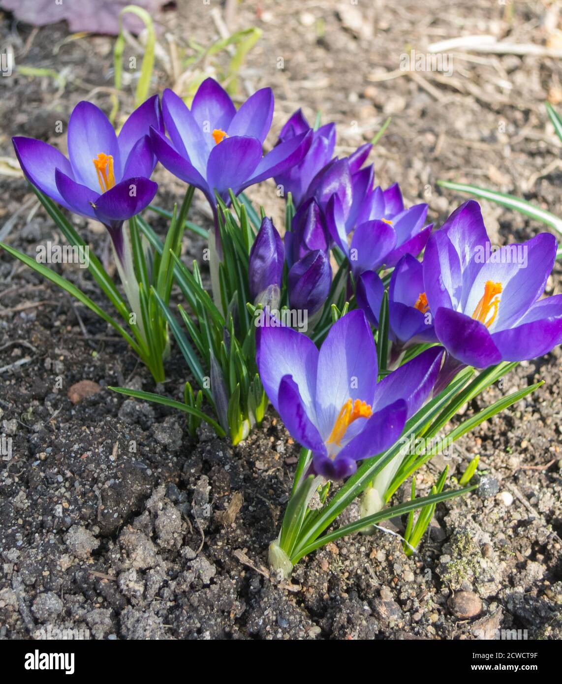 crocuses blooming in the botanical garden in spring Stock Photo - Alamy