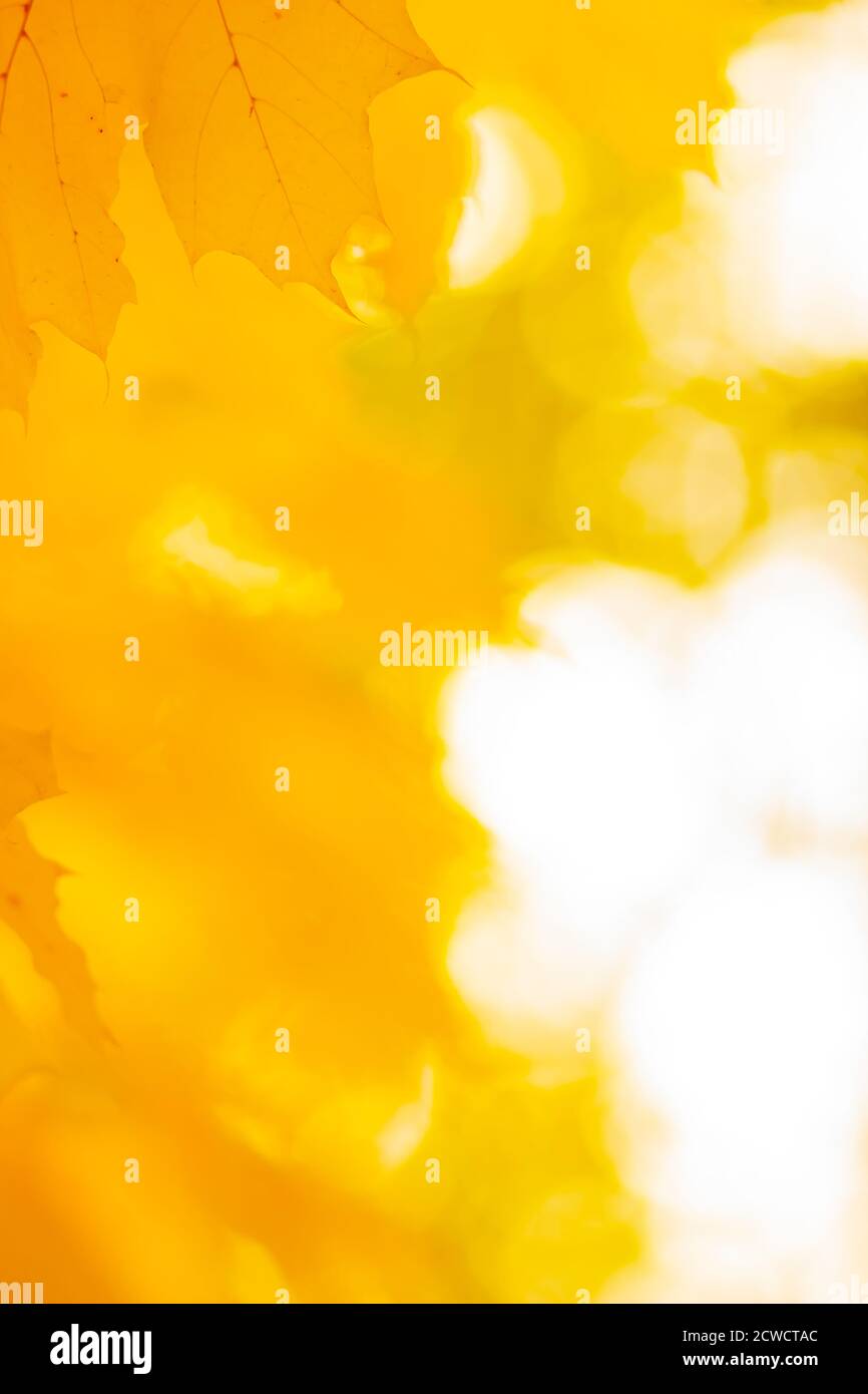 Autumn background with maple leaves. Yellow maple leaves on a blurred ...