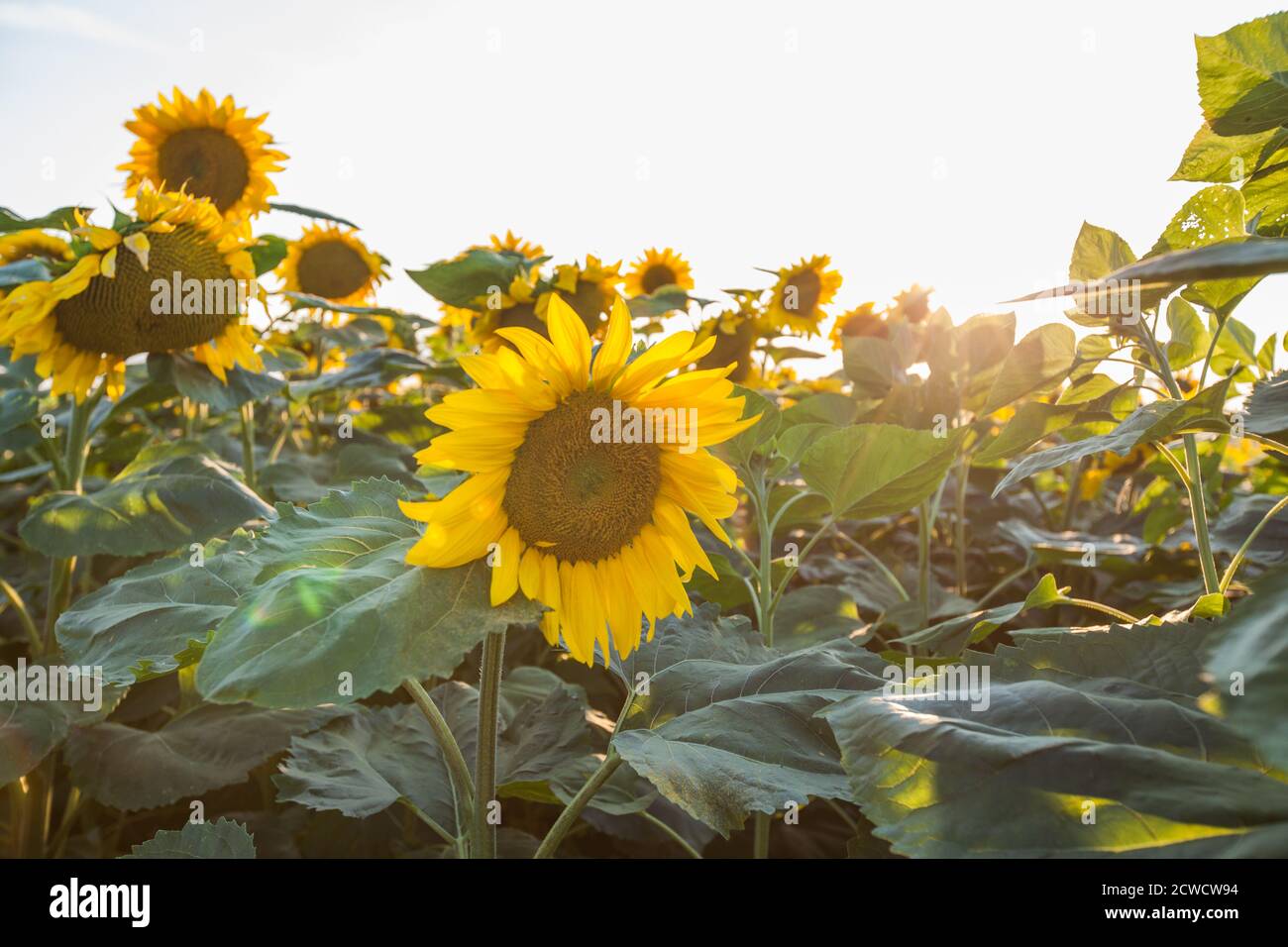 Sunflowers in fields at summer sunset. Beautiful agricultural yellow ...