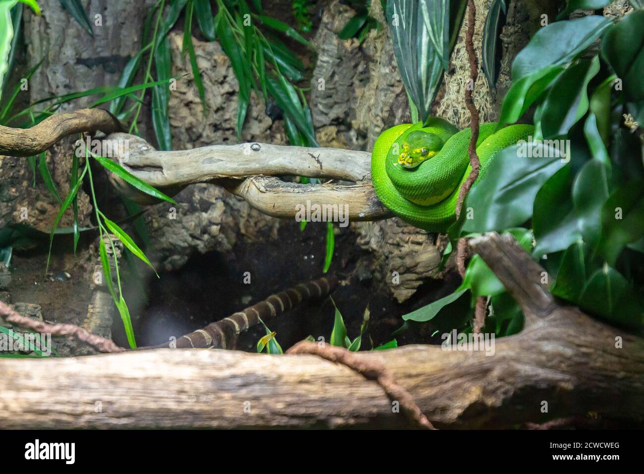 Oriental Whipsnake all curled up Stock Photo
