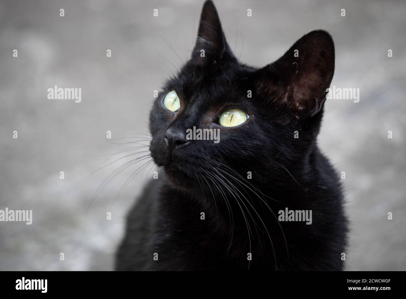 pretty mixed black cat staring with grey street background Stock Photo