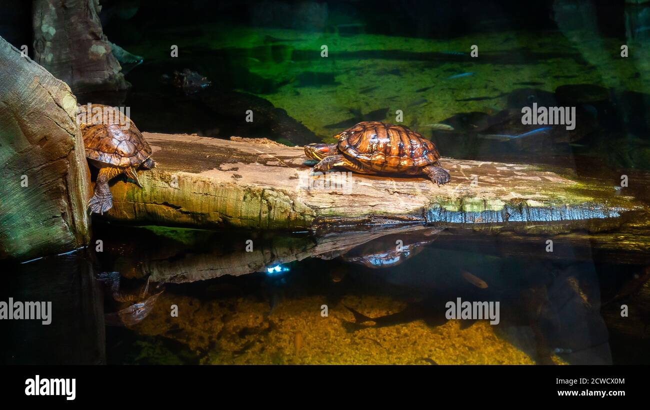 Red-eared sliders in the aquarium Stock Photo - Alamy