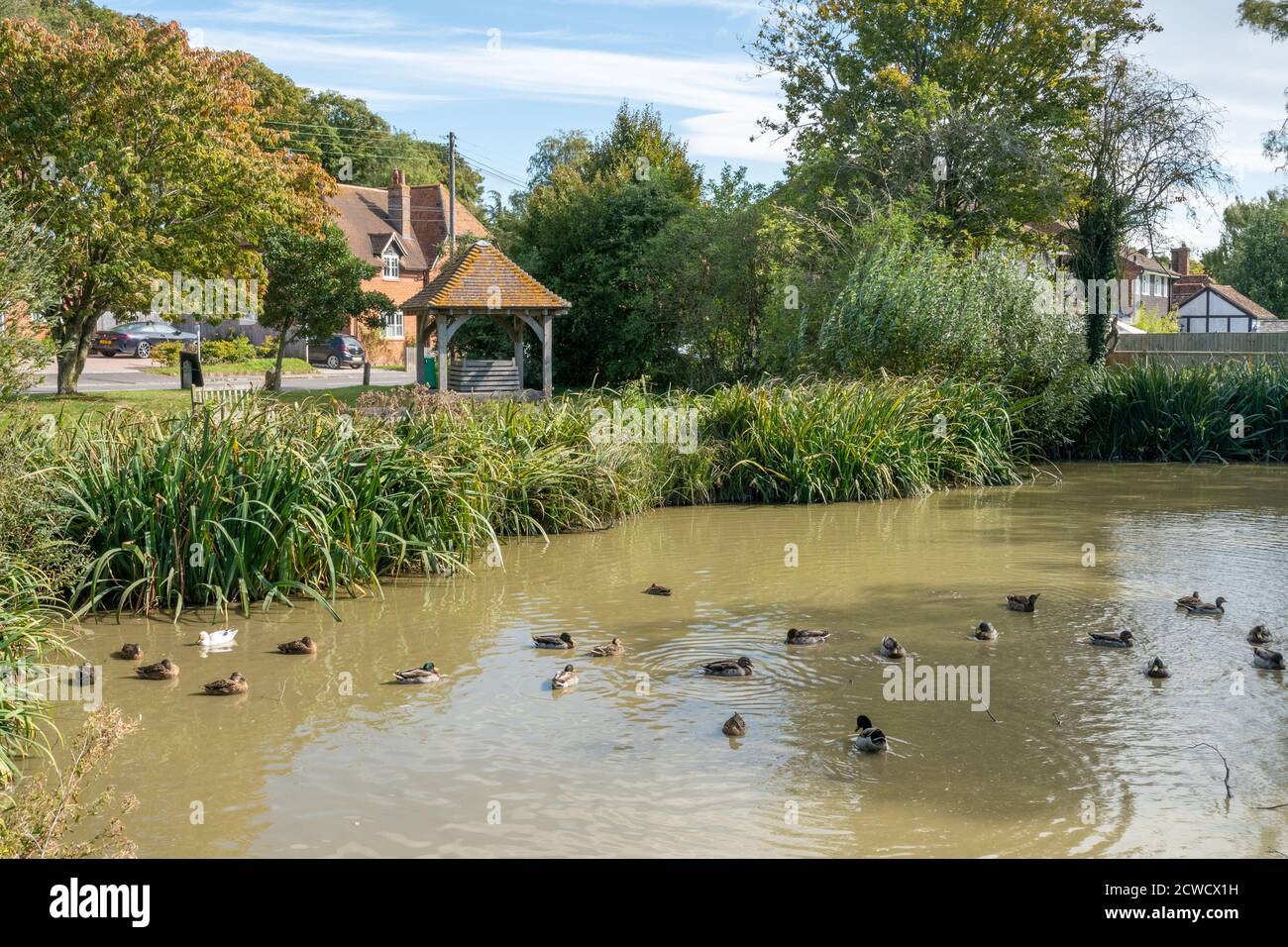 The village pond in West Ilsley, Berkshire, UK Stock Photo