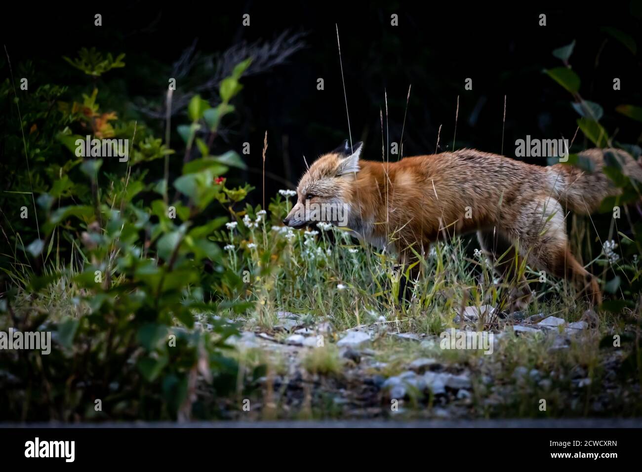 Red fox on Mt Rainier National park Stock Photo