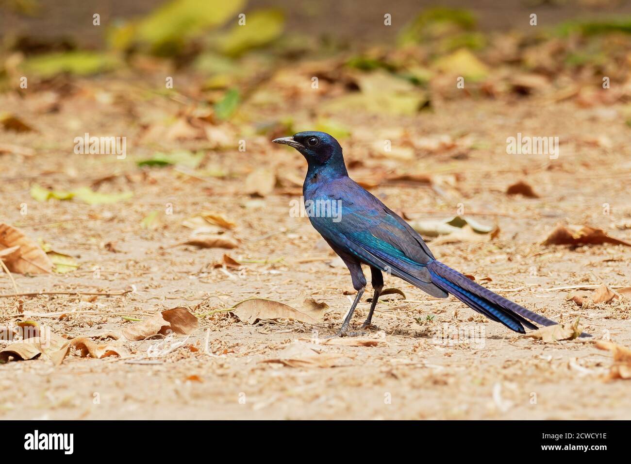 Meves Starling - Lamprotornis mevesii species of metallic colored bird in family Sturnidae, found in Angola, Botswana, Malawi, Mozambique, Namibia, So Stock Photo