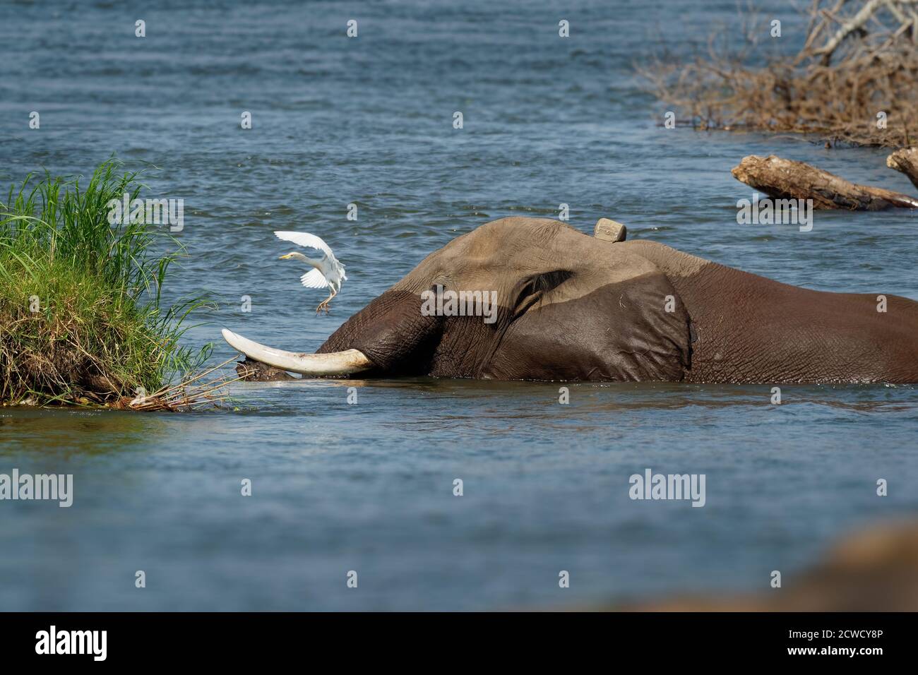 African Bush Elephant - Loxodonta africana elephant bathing and swimming in the river Zambezi, Mana Pools in Zimbabwe near Zambia mountains. Stock Photo