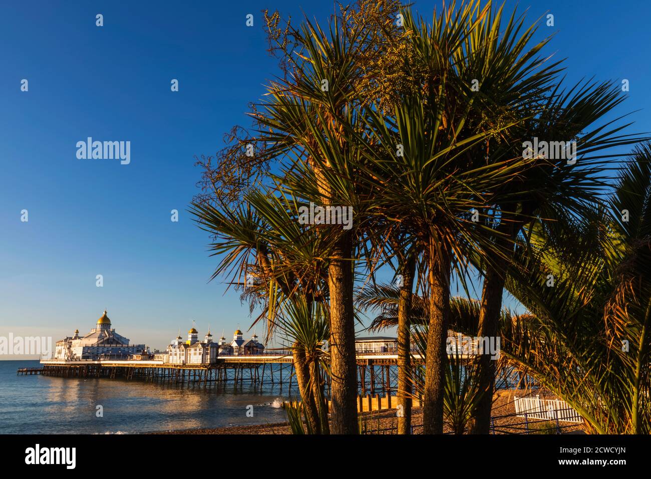 England, East Sussex, Eastbourne, Eastbourne Beach and Pier with Palm