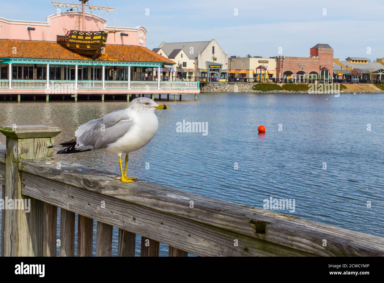 Seagull enjoys the view at the popular shopping and amusement park at Broadway At The Beach on the Grand Strand in South Carolina. Stock Photo