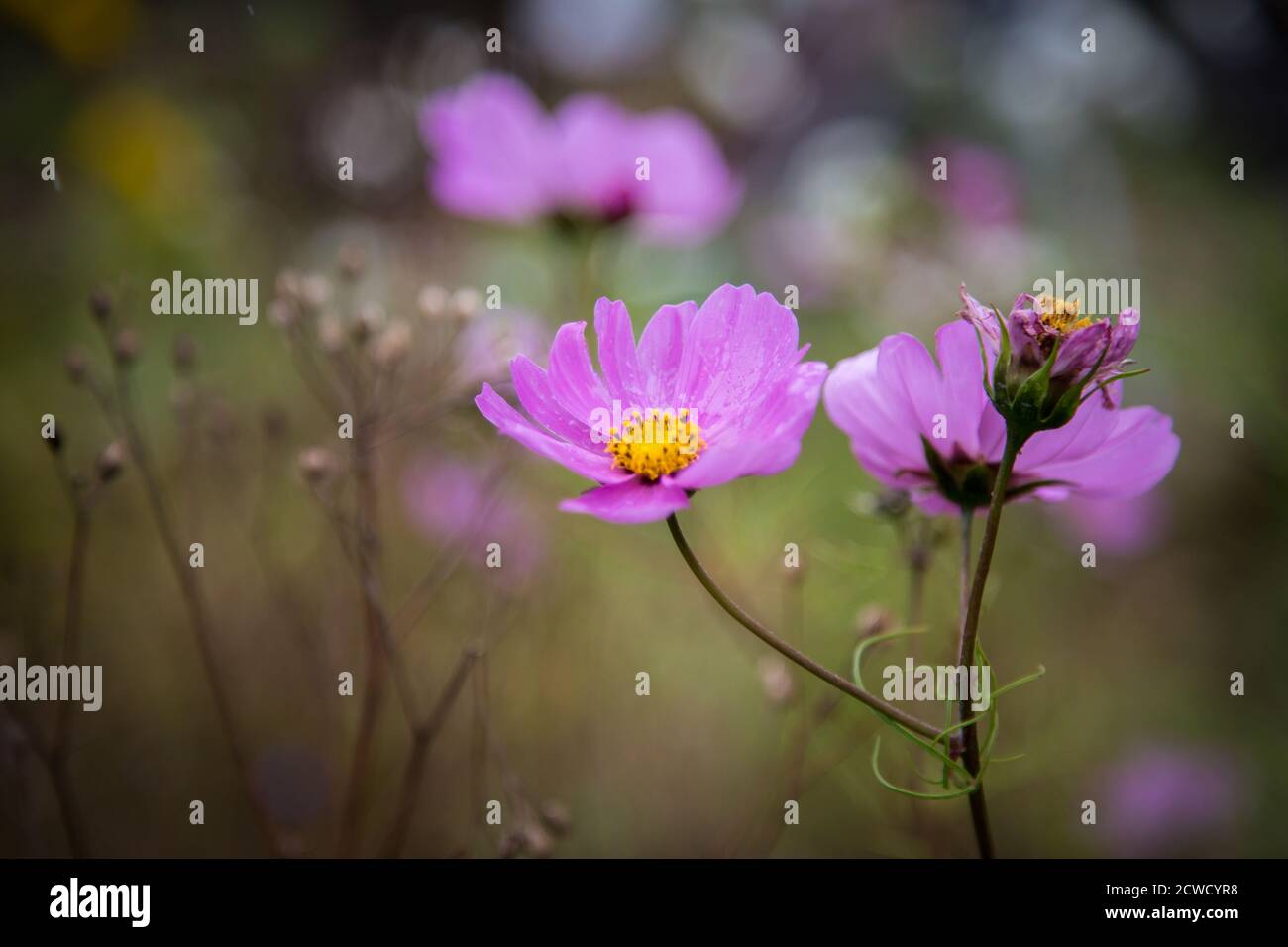 Purple garden cosmos flower (Cosmos bipinnatus Stock Photo Alamy