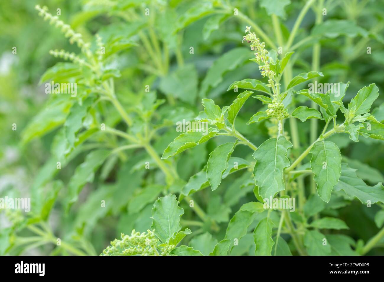 Fresh holy basil leaves on the Holy basil tree in the garden Stock