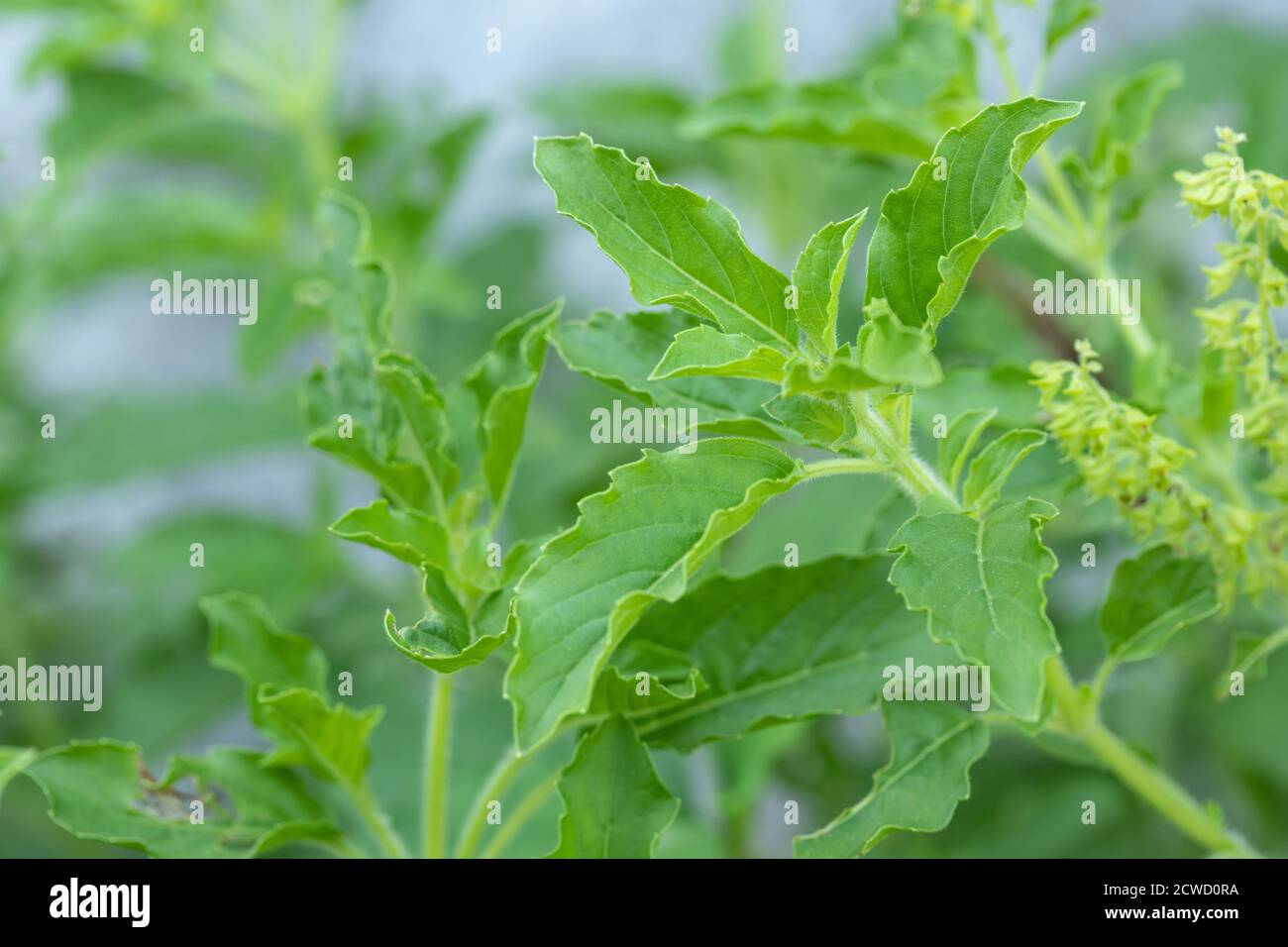 Fresh holy basil leaves on the Holy basil tree in the garden Stock