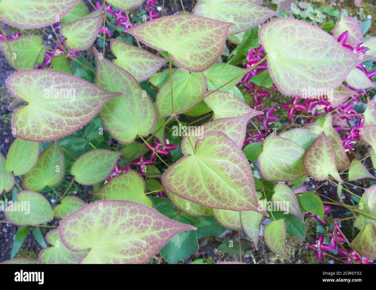 barrenwort blooming in the garden in spring Stock Photo