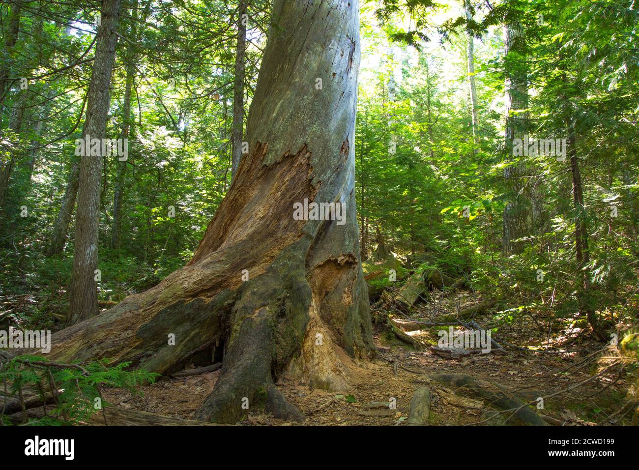 Estivant Pines Nature Sanctuary in the small Upper Peninsula Michigan town of Copper Harbor. Stock Photo