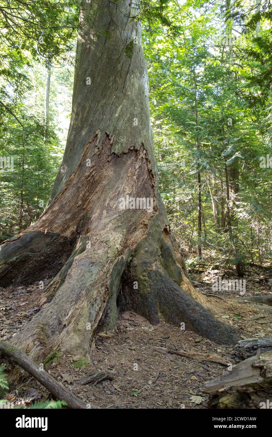 Estivant Pines Nature Sanctuary in the small Upper Peninsula Michigan town of Copper Harbor. Stock Photo